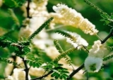 Acacia Senegal