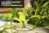 Todo sobre jardinería hidropónica y cultivos hidropónicos.