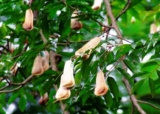 Balsamo del peru