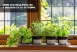 Como cultivar plantas y hierbas en el interior.